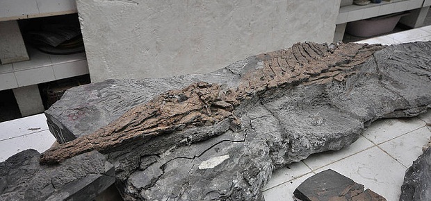 Hallan esqueleto de reptil marino prehistrico en Tolima