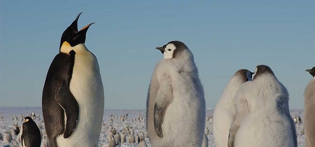 Pinginos pierden el sentido del gusto por vivir a temperaturas extremas