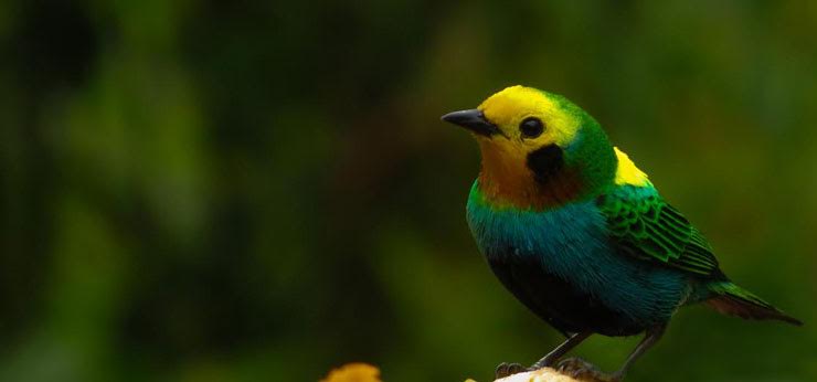 Investigadores de Icesi descubren comportamientos de resguardo en ave colombiana 